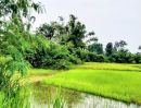 - ที่นามีโฉนด ในชุมชน ติดถนนคอนกรีต มีไฟฟ้า อ.ชำนิ บุรีรัมย์
