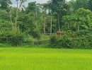  - ขายที่ดิน 4 ไร่ 36 ตร.ว. ป่าแมต เมืองแพร่ โฉนดพร้อมโอน