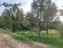 - ขายที่ดิน สวนทุเรียน ทำเลดี อ.เมือง จ.ปราจีนบุรี