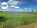 - ขายที่นาแปลงใหญ่ 18 ไร่เศษ รวม 2 โฉนด ทำเลดี น้ำพร้อม ทำเกษตรต่อได้
