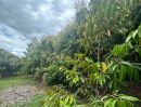 - ขายที่ดินพร้อมสวนลำไย + สวนทุเรียน จ.เชียงใหม่ พร้อมลงทุนต่อ สร้างรายได้ และต่อยอดได้ทันที!