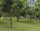 - ขายที่ดินโคกปีบ 1 ไร่ ถมแล้วที่สวน ติดโรงเรียนวัดสระมะเขือ อ.ศรีมโหสถ ปราจีนบุรี