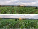 - ขายที่ดินแปลงใหญ่ ห่างจากถนนมิตรภาพ 17กม. พร้อมสิ่งปลูกสร้าง น้ำ/ไฟ ครบ พร้อมใช้งาน