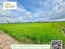  - ที่นาติดคลองส่งน้ำ โฉนดพร้อมโอน ราคาพิเศษ