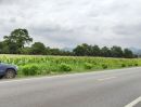 - ขายที่ดินสระบุรี อ.แก่งคอย แปลงสวย ติดถนนใหญ่ หน้ากว้าง 250 เมตร วิวภูเขา บรรยากาศดี