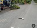  - ขายที่ดินเปล่า ตำบลมะขามล้ม อำเภอบางปลาม้า สุพรรณบุรี