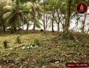 - ขาย ด่วน ที่ดิน บนเกาะ โหลน ติดหาด 370 เมตร