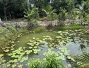- ขายสวนมังคุดพร้อมบ้านพัก ต.บางนําจืด อ.หลังสวน จ.ชุมพร