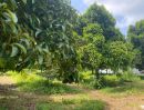 - ขายถูกมาก!! บ้านสวนพร้อมที่ดิน ขนาด 6 ไร่ 90 ตรว. ทำเลดี อ.ท่าศาลา นครศรีธรรมราช ใกล้โลตัส ชายหาดฯ