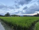 - ที่นา 1-2-64 ไร่ (สันกำแพง ใกล้ถนนตัดใหม่ จาก ม.พายัพ 150 เมตร)