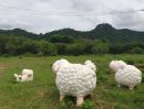 - ขายที่กลางดง เขาใหญ่ 3 ไร่ ใกล้ถนนมิตรภาพ พญาเย็น มวกเหล็ก ปากช่อง วิวเขาสวยชัด ลักษณะเป็นเนินมองเห็นวิวเขาด้านล่าง เดินทางสะดวก ใกล้มอเตอร์เวย์ M6