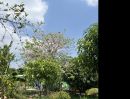 - ขาย ที่ดินเปล่า 156 ตร.ว. คลองพระราชาพิมล อ.บางบัวทอง จ.นนทบุรี
