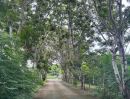 - ขายที่ดินผืนสวยติดแม่น้ำบางปะกง 24 ไร่ อ.บ้านโพธิ์ จ.ฉะเชิงเทรา