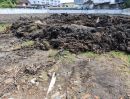 - Land and old house for sale in a prime location ขายที่ดินพร้อมบ้านเก่า แปลงศักยภาพสูง สุขุมวิท 101 BTS ปุณณวิถี เกือบสองไร่