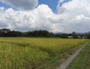 - ที่นา 8-0-11 ไร่ (สันกำแพง โฉนดรวม 5 แปลง สามารถซื้อแยกได้)