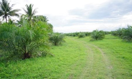 ขายที่ดิน - Land for sale in Nakhon Si Thammarat,50 rai of palm plantation area,Buy now to get income,Suitable for housing development