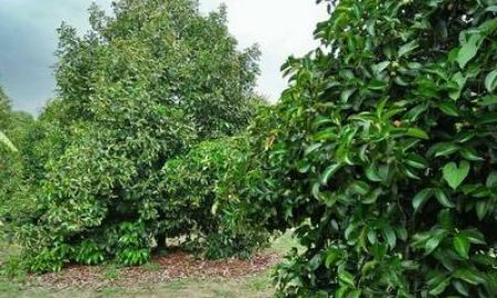 ขายที่ดิน - LS107 ขายบ้านพร้อมที่ดิน 6 ไร่เศษ เป็นสวนมีผลไม้นานาชนิด อ.มะขาม จ.จันทบุรี เก็บผลผลิตได้ทุกปี เหมาะแก่การลงทุน หรือซื้อไว้เพื่อเป็นบ้านพักตากอากาศ