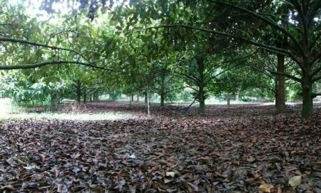 ขายที่ดิน - ขายที่ดินสวนผสมผลไม้ สวนยาง สวนปาล์ม 14 ไร่ 1 งาน 95 ตารางวา ต.ถ้ำ อ.ตะกั่วทุ่ง จ.พังงา