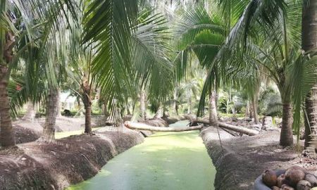 ขายที่ดิน - ขายด่วน ที่ดิน ราชบุรี 3 ไร่ 1 งาน มีสวนมะพร้าวพร้อมเก็บผลผลิตได้เลย