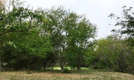 ขายที่ดิน - ขายที่สวยทำเลดี สวนมะขาม เนื้อที่ 36 ไร่ ใกล้เขื่อนป่าสักฯ จังหวัดลพบุรี