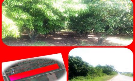 ขายที่ดิน - ขายที่ดินแปลงสวย 18 ไร่ (โฉนด) พร้อมสวนมะม่วงเต็มแปลง ติดถนนลาดยางอย่างดี ใกล้เขื่อนป่าสัก