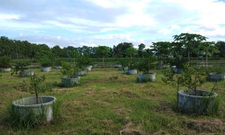 ขายที่ดิน - ขายที่ดินพร้อมบ้าน 21 ไร่ อ.พาน จ.เชียงราย