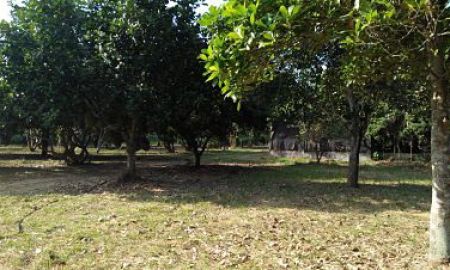 ขายที่ดิน - Sale Farm Fruits among natural forest area 27,780 sqm. Chanote only at Pak Chong districted,Nakornratchasima