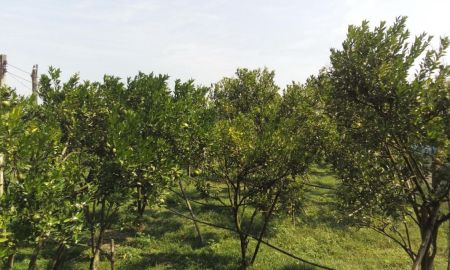 ขายที่ดิน - ขายสวนส้ม ที่เชียงดาว ไร่ละ 500,000 บาท