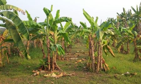 ขายที่ดิน - ขายที่ดิน พร้อมสวนมะนาว และ สวนกล้วยหอม มีผลผลิตให้เก็บตลอดปี อยู่ในอำเภอเมืองอุตรดิตถ์