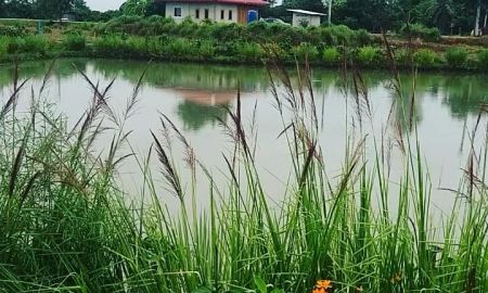 ขายที่ดิน - ขายที่ดินสวนมะม่วง 13 ไร่เศษ ทำเลสวยในเมืองสุพรรณบุรี ขายยกแปลง ฟรีค่าโอน