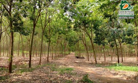 ขายที่ดิน - ขายที่ดิน สวนยางพารา 700ไร่ พร้อมห้องพักคนงาน ป่าหวาย สวนผึ้ง ราชบุรี (LA0076)