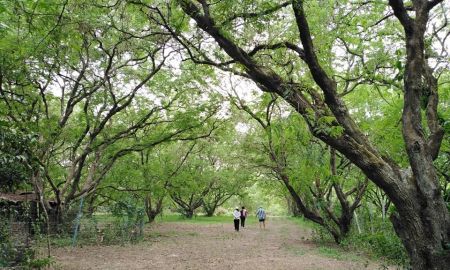 ขายที่ดิน - ขายด่วน ที่ดิน ปากช่อง