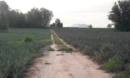 ขายที่ดิน - ขายที่ดินสีม่วงลายในนิคมอมตะ เนื้อที่ 24 ไร่ ใกล้ถนนเส้นรย.2015 - 500 เมตร มาบยางพร ปลวกแดง ระยอง