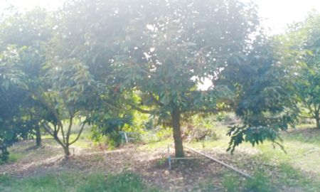 ขายที่ดิน - เสนอขายสวนทุเรียนพร้อมให้ผลผลิต ทำเลดี ใกล้สามแยกหนองคล้า เนื้อที่ 6 ไร่กว่าๆ ทุ่งเบญจา อำเภอท่าใหม่ จันทบุรี