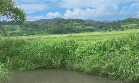 ขายที่ดิน - ขายที่สวนเก๊กฮวย ติดธารน้ำ สะลวงแม่ริม ราคาถูก