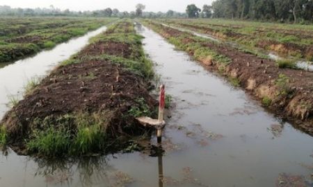ขายที่ดิน - ขายที่ดินติดคลองส่งน้ำ คลอง 11-12 หนองเสือ 49 ไร่ เป็นร่องสวนกล้วยหอม เหมาะ ทำการเกษตร ทำบ้านสวน