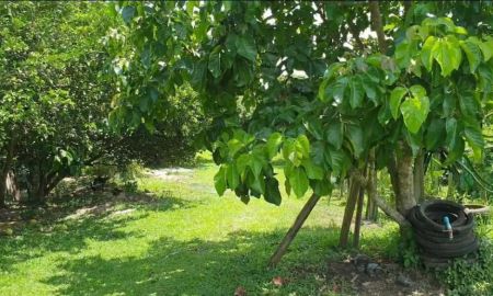 ขายที่ดิน - ขายสวนผลไม้พร้อมบ้านหลังเล็กๆ.. ที่​ตำบลสบเปิง​ อำเภอแม่แตง