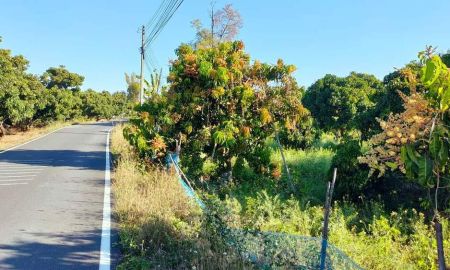 ขายที่ดิน - ขายสวนลำใยติดถนนคอนกรีตหน้ากว้างมะขามหลวงสันป่าตองพร้อมโอน