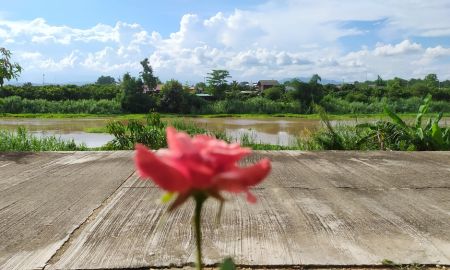 ขายที่ดิน - ติดแม่น้ำปิงติดถนนคอนกรีต เจ้าของขายเองสวนลำไย บ้านวังผาง ซอย 1 ต.วังผาง อ.เวียงหนองล่อง จ.ลำพูน