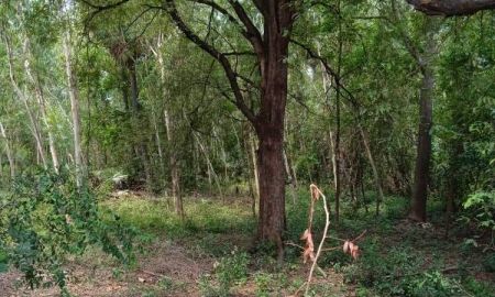 ขายที่ดิน - ขายที่ดินสวนป่า 14 ไร่ ตำบลชัยบาดาล อำเภอชัยบาดาล จังหวัดลพบุรี