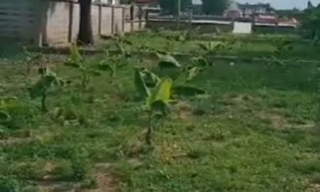 ขายที่ดิน - ขายที่ดินริมแม่น้ำเจ้าพระยา ซอยพิบูลสงคราม 9 นนทบุรี ราคาถูก