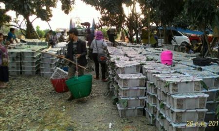 ขายที่ดิน - ขายสวนทุเรียน 117ไร่ ที่อำเภอสอยดาว จังหัวดจันทบุรี