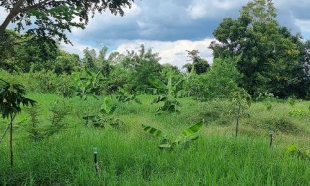 ขายที่ดิน - ขายด่วนๆที่ดิน 5 ไร่ บ้านสวนพร้อมอยู่ สวนผลไม้ผสม ผักสวนครัว ศาลากลางน้ำ เหมาะที่จะเป็นบ้านพักตากอากาศ อำเภอลำสนธิ จังหวัดลพบุรี