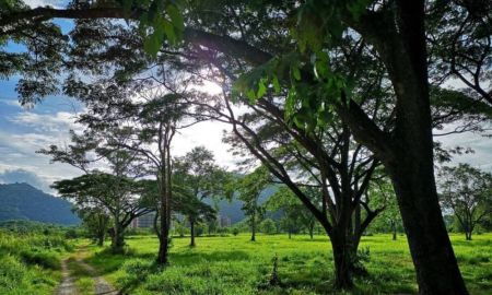 ขายที่ดิน - ขายที่ดินเขาใหญ่ 19 ไร่ ติดถนนธนะรัชต์ ปากช่อง จ.นครราชสีมา