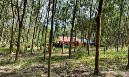 ขายที่ดิน - ขายที่ดินพร้อมต้นยาง100ต้น บ้านหนองบัวเนื้อที่ 2 ไร่ ใกล้ถนนเส้น3574-600เมตร อ.บ้านค่าย จ.ระยอง