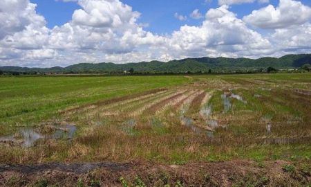 ขายที่ดิน - ขายที่ดิน อำเภอเชียงแสนจังหวัดเชียงราย ที่นา น้ำอุดมสมบูรณ์ มีประปา