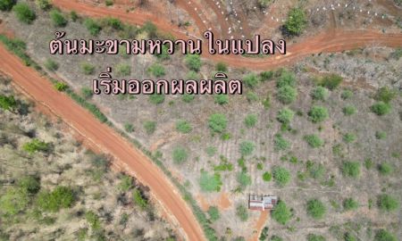 ขายที่ดิน - ขายที่ดินแบ่งจัดสรร เริ่ม250ตรว. 105,000บ. ฟรีโอน สวนมะขาม ถนน น้ำ ไฟฟ้า ต.บ้านกลาง อ.หล่มสัก เพชรบูรณ์