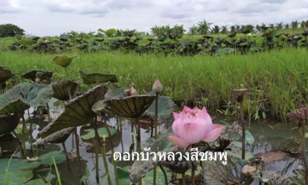 ขายที่ดิน - เจ้าของขายเองสวนผสมห่างเซเว่นเพียง 400 เมตร ติดถนนลาดยาง บ้านป่ารกฟ้า ต.น้ำดิบ อ.ป่าซาง จ.ลำพูน