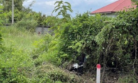 ขายที่ดิน - ที่ดิน บ้านสวนศรีปทุม คลอง11 อ.หนองเสือ จ.ปทุมธานี เหมาะสำหรับสร้างที่อยู่อาศัย