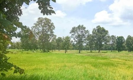 ขายที่ดิน - ที่นาแปลงสวย ติดถนนเข้าออกง่าย ประโคนชัย บุรีรัมย์